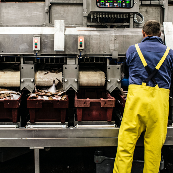 L'agro alimentaire et ses différents secteurs d'activité